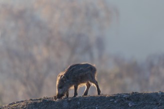 A wild boar piglet (Sus scrofa) runs across a clearing against the light of the sun, searching for