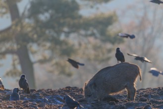 A wild boar (Sus scrofa)stands backlit by the sun on a clearing searching for food. A western