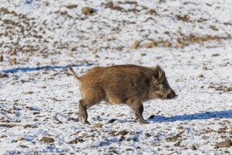 A young wild boar (Sus scrofa) runs across a snow-covered clearing on a sunny day. Bavaria, Germany