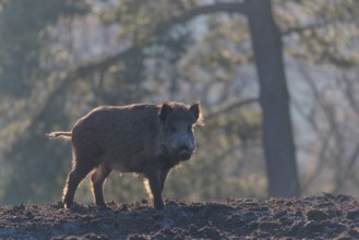 A wild boar (Sus scrofa), runs backlit by the sun across a clearing.Bavaria, Germany