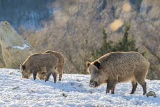 Three wild boars (Sus scrofa) search for food on a snow-covered meadow. A forest can be seen in the