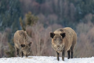 Two wild boars (Sus scrofa) search for food on a snow-covered hill. A forest can be seen in the
