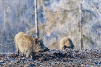 On a sunny day, two wild boars (Sus scrofa) search for food in a frozen field. A forest covered in