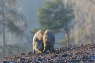 Two young wild boars (Sus scrofa) wrestle with each other in the backlight of the sun in a clearing