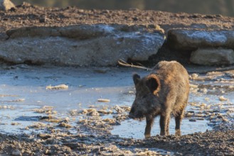 A wild boar (Sus scrofa) stands in a partially frozen pond on a sunny day. Bavaria, Germany