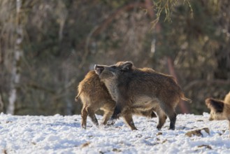 A wild boar (Sus scrofa), runs backlit by the sun across a clearing. Bavaria, Germany