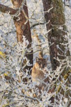 An adult female cougar (Puma concolor) sits high up in a frost-covered oak tree on a sunny, cold