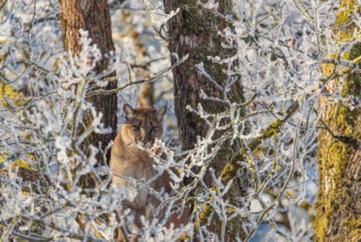 An adult female cougar (Puma concolor) sits high up in a frost-covered oak tree on a sunny, cold