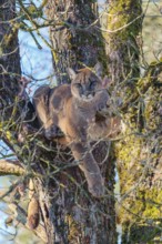 An adult female cougar (Puma concolor) rests high up in an oak tree on a sunny, cold winter day