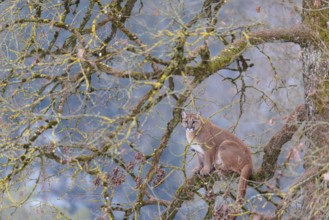 An adult female cougar (Puma concolor) sits high up on a branch in an oak tree on a cold winter day