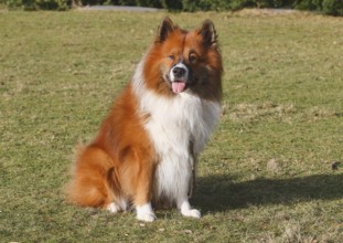 Large Elo (Canis lupus familiaris), 3 years old, sitting on a meadow, North Rhine-Westphalia,