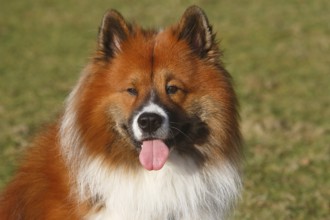 Large Elo (Canis lupus familiaris), male 3 years, portrait, North Rhine-Westphalia, Germany