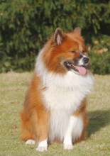 Large Elo (Canis lupus familiaris), 3 years old, sitting on a meadow, North Rhine-Westphalia,