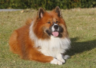 Large Elo (Canis lupus familiaris), male dog, 3 years old, lying on a meadow, North