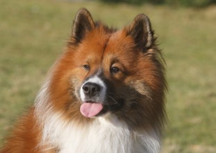 Large Elo (Canis lupus famiilaris), male 3 years, portrait, North Rhine-Westphalia, Germany