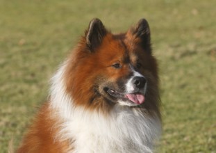 Large Elo (Canis lupus familiaris), male 3 years portrait, side view, North Rhine-Westphalia,