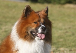 Large Elo (Canis lupus familiaris), male dog, 3 years, portrait, North Rhine-Westphalia, Germany
