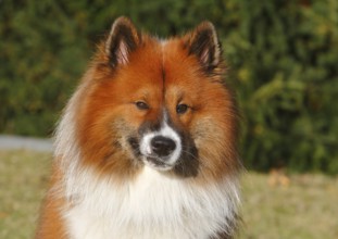Large Elo (Canis lupus familiaris), male 3 years, portrait, North Rhine-Westphalia, Germany