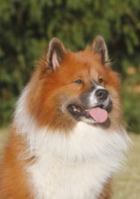 Large Elo (Canis lupus familiaris), male 3 years portrait, side view, North Rhine-Westphalia,