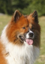 Large Elo (Canis lupus familiaris), male dog, 3 years, portrait, North Rhine-Westphalia, Germany