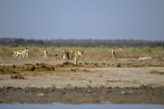 Lioness (Panthera leo) in the morning light at the Nxai Pan waterhole, Nxai Pan National Park, near