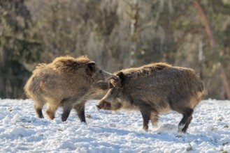 Two young wild boars (Sus scrofa) wrestle with each other in the backlight of the sun in a clearing