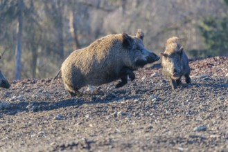 An adult wild boar (Sus scrofa) runs after a young animal and attacks it. A forest can be seen in