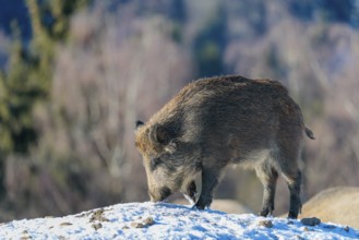 A young wild boar (Sus scrofa) searches for food on a snow-covered hill, backlit by the sun. A