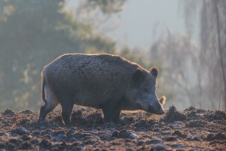 A wild boar (Sus scrofa), runs backlit by the sun across a clearing. Bavaria, Germany