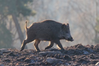 A wild boar (Sus scrofa), runs backlit by the sun across a clearing.Bavaria, Germany