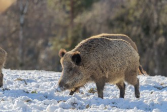 Two wild boars (Sus scrofa) search for food on a snow-covered meadow. A forest can be seen in the
