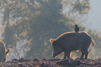 A wild boar (Sus scrofa)stands backlit by the sun on a clearing searching for food. A western