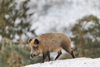 A wild boar (Sus scrofa) searches for food on a snow-covered hill. A forest can be seen in the