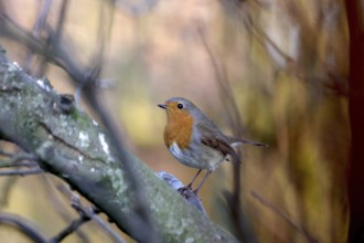 Robin (Erithacus rubecula), tree, winter, coloured, The songbird with its striking plumage sits on