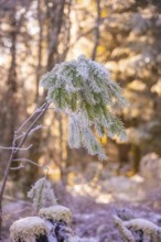 Snowy branches in winter forest at sunrise. The frost sparkles in the warm light. Atmosphere