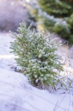 Small Christmas tree covered in snowy landscape, Black Forest, Germany