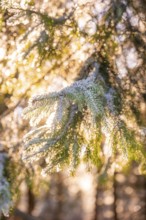Icy pine branch shines in warm light, Black Forest, Germany