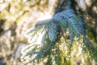 Iced pine branch in golden sunlight, Black Forest, Germany