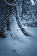 A tree trunk covered with snow on the forest floor, Besenfeld, Black Forest, Germany