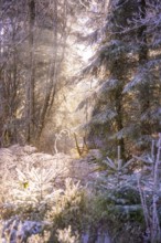 A snowy forest in sunlight with an atmospheric atmosphere, Black Forest, Germany