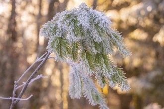 Frosty pine fronds in winter forest, Black Forest, Germany