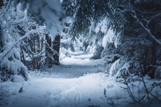 Snowy forest trail with thick trees and a quiet, cold winter atmosphere, Besenfeld, Black Forest,