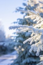 Snowy pine branch in cold winter landscape, Black Forest, Germany