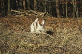 Hunting dog Irish Setter rummages at the edge of the forest while hunting, Allgäu, Bavaria,
