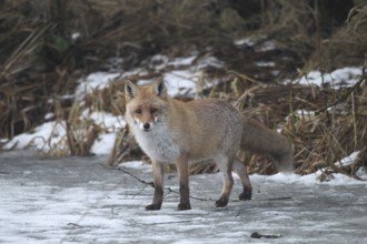 Red fox (Vulpes vulpes) secured on a frozen stream, Allgäu, Bavaria, Germany, Allgäu, Bavaria,