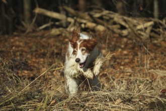 Hunting dog Irish Setter rummages during hunting, Allgäu, Bavaria, Germany, Allgäu, Bavaria,