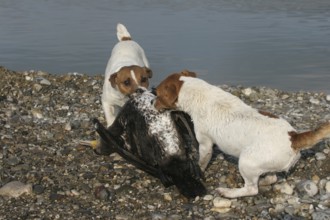 Hunting dogs Jack Russell Terrier on a shot cormorant (Phalacrocorax carbo) Allgäu, Bavaria,