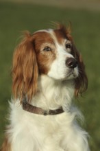 Jagdhund Irish Setter, Allgäu, Bavaria, Germany, Allgäu, Bavaria, Germany