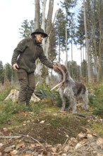 Huntress takes over the red deer (Cervus elaphus) pole retrieved by hunting dog Griffon, Allgäu,