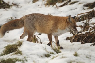 Red fox (Vulpes vulpes) at the Luderplatz in the snow, carrying away a duckling, Allgäu, Bavaria,